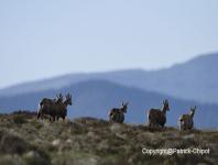 images/chamois/chamois-17-mai-2017-10 copie.jpg